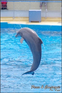Marineland - Dauphins - Spectacle 14h30 - 005