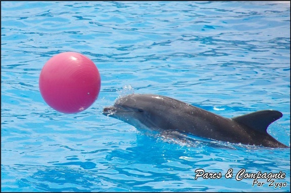Marineland - Dauphins - Spectacle 14h30 - 015