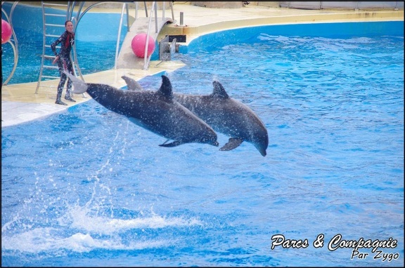 Marineland - Dauphins - Spectacle 14h30 - 018