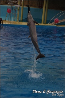 Marineland - Dauphins - Spectacle 17h15 - 036
