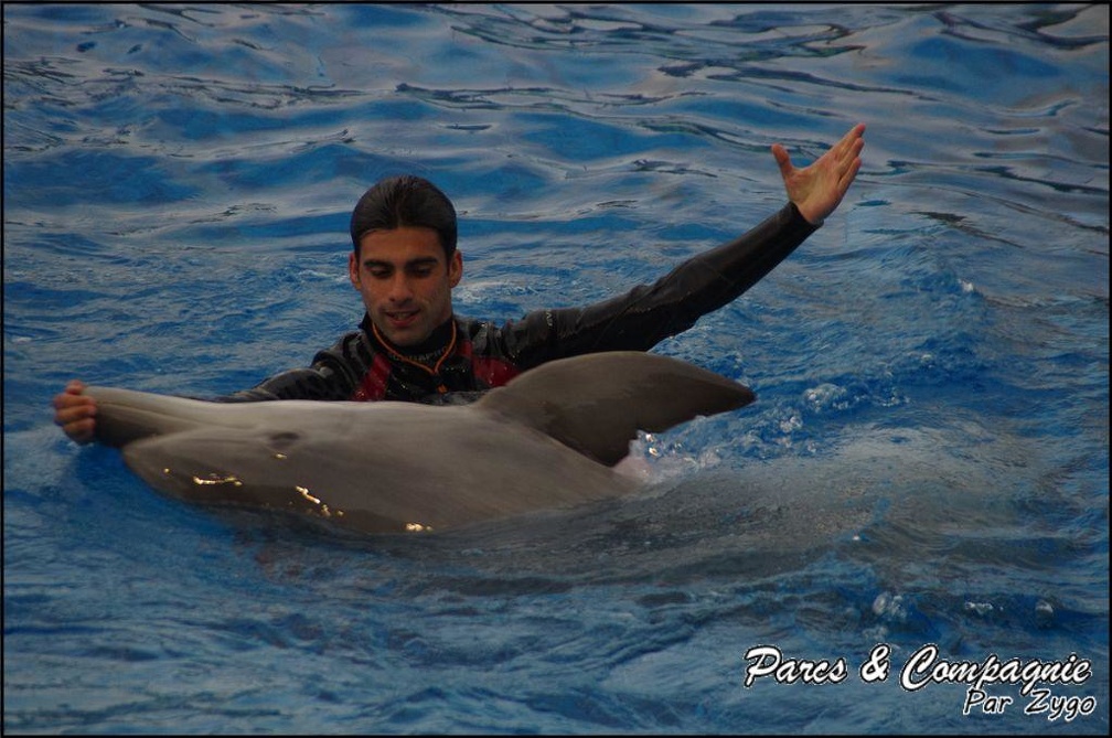 Marineland - Dauphins - Spectacle 17h15 - 044