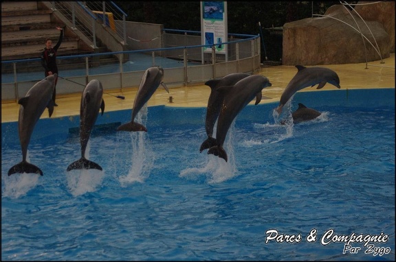 Marineland - Dauphins - Spectacle 17h15 - 090